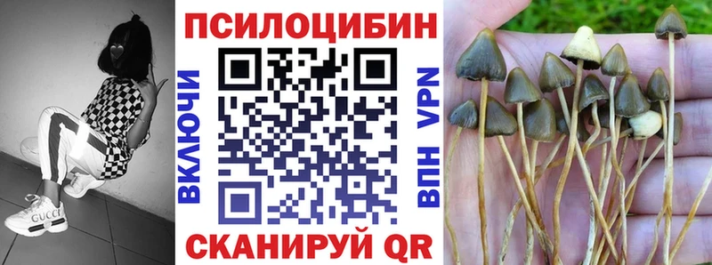 сколько стоит  Осташков  Псилоцибиновые грибы Magic Shrooms 
